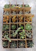 3" Cactus Assortment